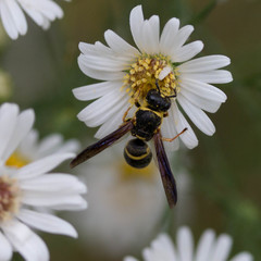 Euodynerus foraminatus