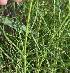 Asclepias subverticillata