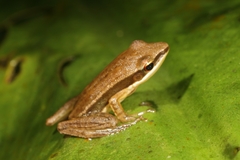 Indosylvirana