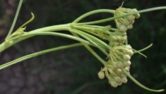 Asclepias subverticillata