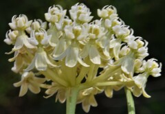 Asclepias subverticillata