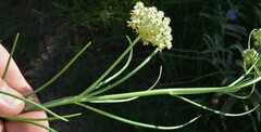 Asclepias subverticillata