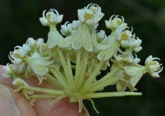 Asclepias subverticillata