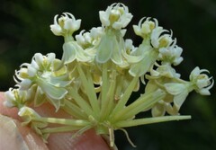Asclepias subverticillata