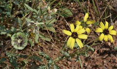 Berlandiera lyrata