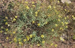 Berlandiera lyrata