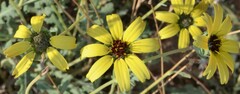 Berlandiera lyrata