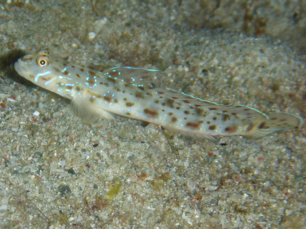Cheek-Streaked Goby