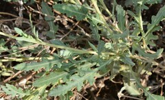 Berlandiera lyrata