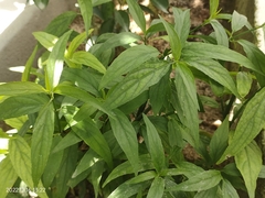 Clinacanthus nutans