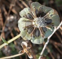 Berlandiera lyrata