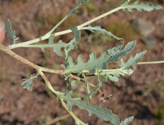 Berlandiera lyrata