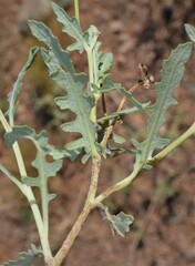 Berlandiera lyrata