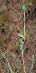 Berlandiera lyrata