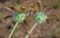Berlandiera lyrata