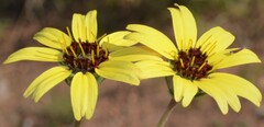 Berlandiera lyrata