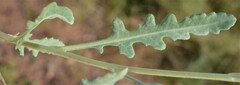 Berlandiera lyrata