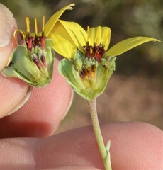 Berlandiera lyrata