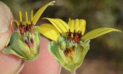 Berlandiera lyrata
