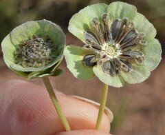 Berlandiera lyrata