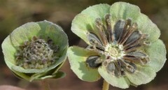 Berlandiera lyrata