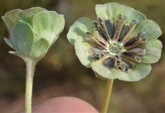 Berlandiera lyrata