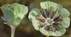 Berlandiera lyrata