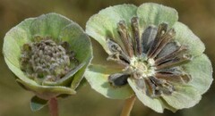 Berlandiera lyrata