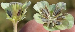 Berlandiera lyrata