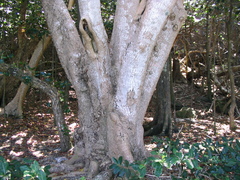 Hernandia nymphaeifolia