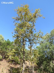Platanus mexicana