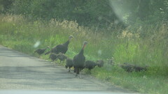 Meleagris gallopavo merriami