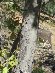 Platanus mexicana