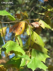 Platanus mexicana