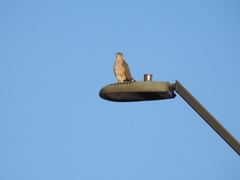 Accipiter cooperii