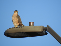 Accipiter cooperii