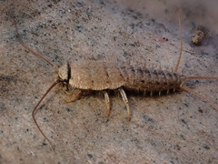 Ctenolepisma ciliatum
