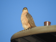 Accipiter cooperii