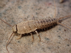 Ctenolepisma ciliatum