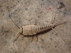 Ctenolepisma ciliatum