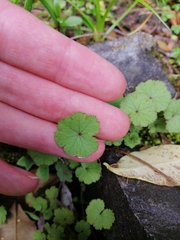 Hydrocotyle moschata