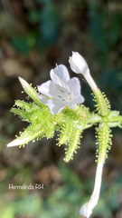 Plumbago zeylanica