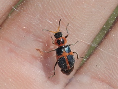 Collops balteatus