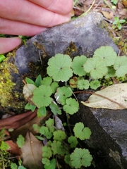 Hydrocotyle moschata