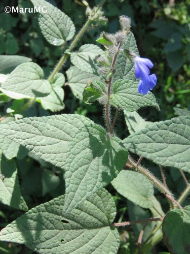 bitter Mexican sage
