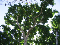 Hernandia nymphaeifolia