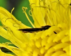 Toxomerus marginatus