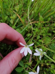 Lobelia angulata