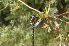 Eusynthemis tillyardi