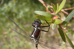 Eusynthemis tillyardi